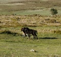 Haytor Down & 3 Dartmoor Foals Royalty Free Stock Photo