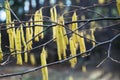 Hazalnut branches with catkins Royalty Free Stock Photo