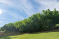 Haze on several peach tree plantation on field Royalty Free Stock Photo