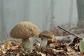 Hazel Bolete mushroom (Leccinum pseudoscabrum)