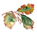 Hazel branch with autumn leaves and earrings watercolor drawing