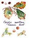 Hazel branch with autumn leaves, nuts and earrings watercolor drawing