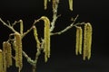 Hazel branch and flowers on black background