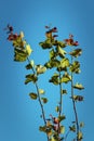 Hazel branches against the sky. Vertical view. Royalty Free Stock Photo