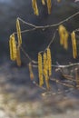 Hazel branches with blooming catkins