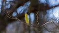 Hazel branches with blooming catkins Royalty Free Stock Photo