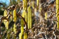 Corkscrew hazel catkins in sunlight, spring season details