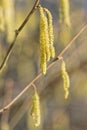 Hazel bush during spring, highly allergenic plant Royalty Free Stock Photo
