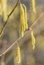 Hazel bush during spring, highly allergenic plant