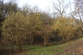 Hazel bushes in early blossom, mild winter season in Germany at Middlerhine area