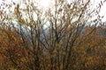 Hazel bushes in early blossom, mild winter season in Germany at Middlerhine area