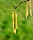 Hazel catkins Royalty Free Stock Photo