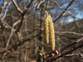 Hazel catkins