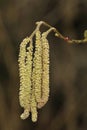 Hazel catkins - Corylus avellana Royalty Free Stock Photo