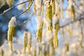 Hazel catkins Corylus avellana with snow on a sunny winter day, blue sky in the background, copy space Royalty Free Stock Photo