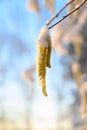 Hazel catkins Corylus avellana with snow on a sunny winter day, blue sky with copy space Royalty Free Stock Photo