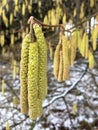 Hazel catkins Corylus avellana in winter Royalty Free Stock Photo