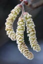 Hazel catkins Royalty Free Stock Photo