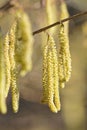 Hazel catkins, highly allergenic pollen