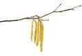 Hazel catkins Royalty Free Stock Photo