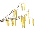 Hazel catkins Royalty Free Stock Photo