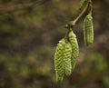 Hazel catkins Royalty Free Stock Photo