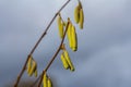 Hazel catkins in spring . the hazelnut blossoms hang from a hazelnut bush as harbingers of spring . hazelnut earrings on a tree Royalty Free Stock Photo