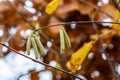 Hazel catkins in spring . the hazelnut blossoms hang from a hazelnut bush as harbingers of spring . hazelnut earrings on a tree Royalty Free Stock Photo