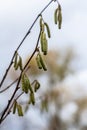 Hazel catkins in spring . the hazelnut blossoms hang from a hazelnut bush as harbingers of spring . hazelnut earrings on a tree Royalty Free Stock Photo