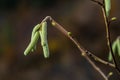 Hazel catkins in spring . the hazelnut blossoms hang from a hazelnut bush as harbingers of spring . hazelnut earrings on a tree Royalty Free Stock Photo