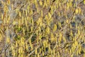 Hazel catkins at a sunny day in early spring time