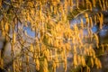 Hazel catkins at a sunny day Royalty Free Stock Photo