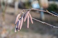 Hazel catkins Royalty Free Stock Photo