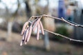 Hazel catkins Royalty Free Stock Photo
