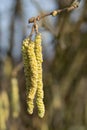 Hazel catkins