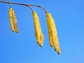 Hazel catkins