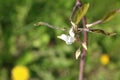 Hazel Corylus avellana Geant de Halle bloom detai Royalty Free Stock Photo