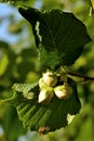 Hazel (Corylus avellana) with nuts Royalty Free Stock Photo