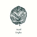 Hazel Corylus leaf. Ink black and white doodle drawing