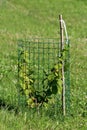 Hazel or Corylus small deciduous tree with light green rounded leaves with double serrate margins surrounded with wire net Royalty Free Stock Photo