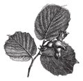 Hazel or Corylus sp., vintage engraved illustration