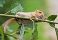 Hazel dormouse