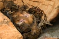 Hazel Dormouse Muscardinus avellanarius, Bieszczady Mountains, the Carpathians, Poland