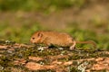 Hazel Dormouse Muscardinus avellanarius, Bieszczady Mountains, the Carpathians, Poland