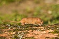 Hazel Dormouse Muscardinus avellanarius, Bieszczady Mountains, the Carpathians, Poland