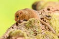 Hazel Dormouse Muscardinus avellanarius, Bieszczady Mountains, the Carpathians, Poland