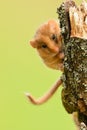 Hazel Dormouse Muscardinus avellanarius, Bieszczady Mountains, the Carpathians, Poland