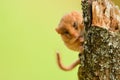 Hazel Dormouse Muscardinus avellanarius, Bieszczady Mountains, the Carpathians, Poland