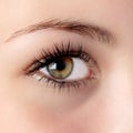 Hazel eye Royalty Free Stock Photo