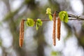 The hazel flowers have already bloomed and the first green juicy leaves have already formed